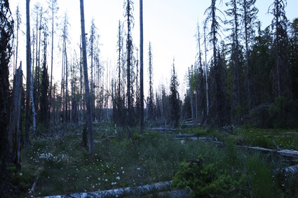 Järvi-Tarkan metsäalue