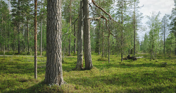 mukkavaaran suojeltu metsä fortum