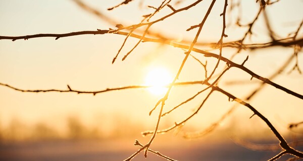 Branches and sun