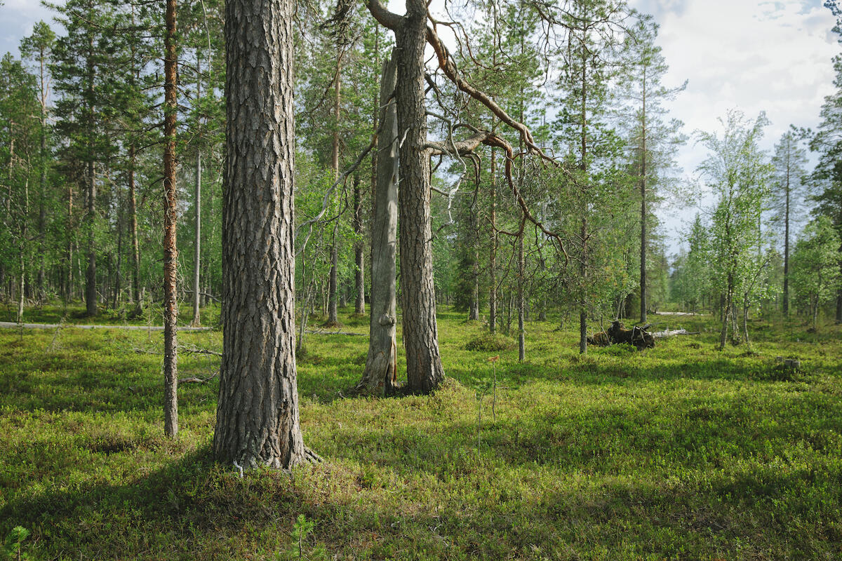 Metsien suojelun merkitys ja ikimetsien suojelu